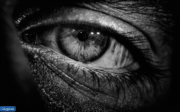 صور الملف الشخصي على تويتر