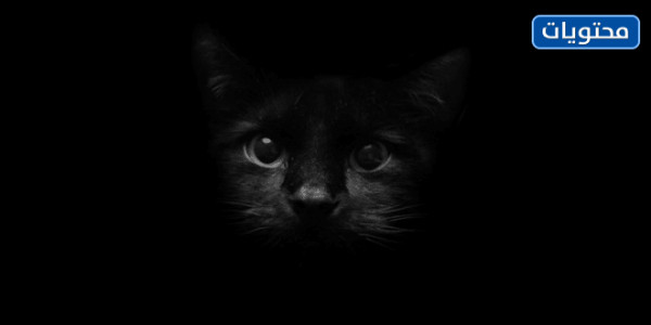 خلفيات سوداء لطيف للفتيات