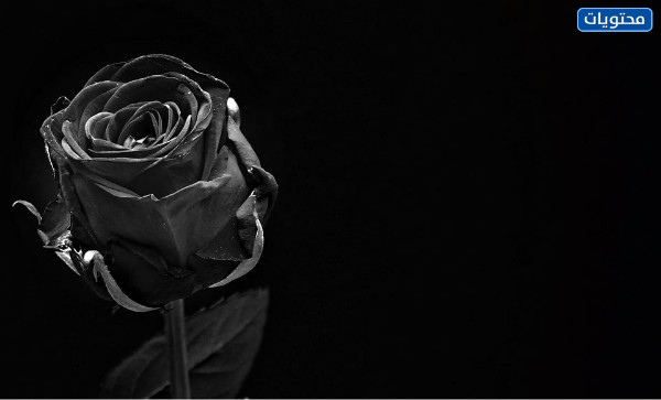 خلفيات سوداء عالية الدقة