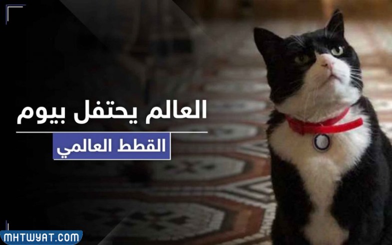 صور اليوم العالمي للقطط