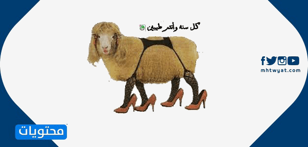 أجمل صور خروف العيد