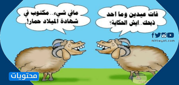 أجمل صور خروف العيد