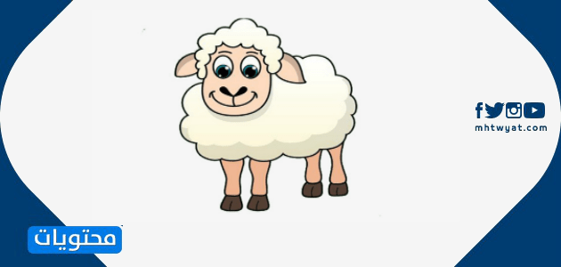 أجمل صور خروف العيد