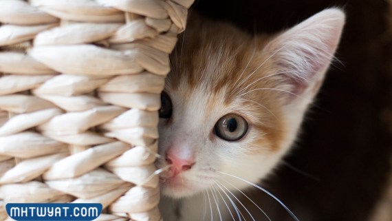 صور وعبارات عن اليوم العالمي للقطط 2022