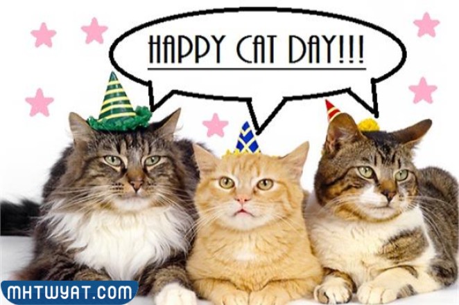 صور اليوم العالمي للقطط