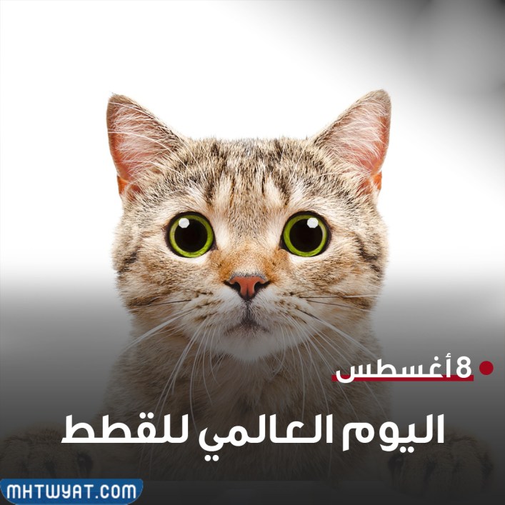 صور اليوم العالمي للقطط